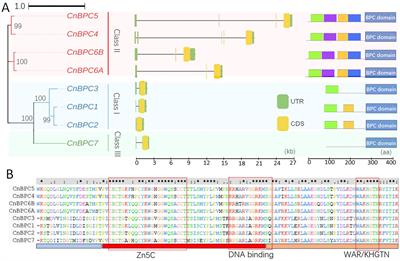 Genome-wide identification and characterization of BASIC PENTACYSTEINE transcription factors and their binding motifs in coconut palm